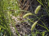 Carex vesicaria