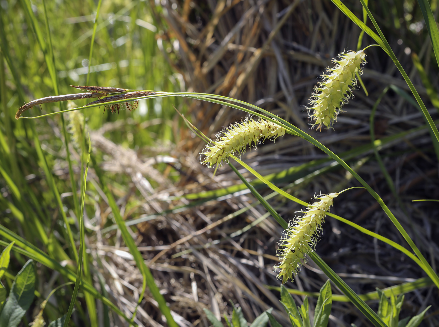 Image of Carex vesicaria specimen.