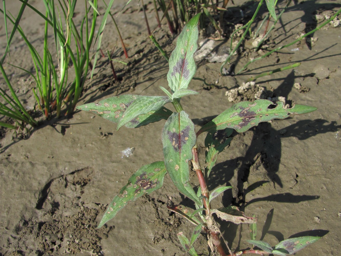 Image of Persicaria lapathifolia specimen.