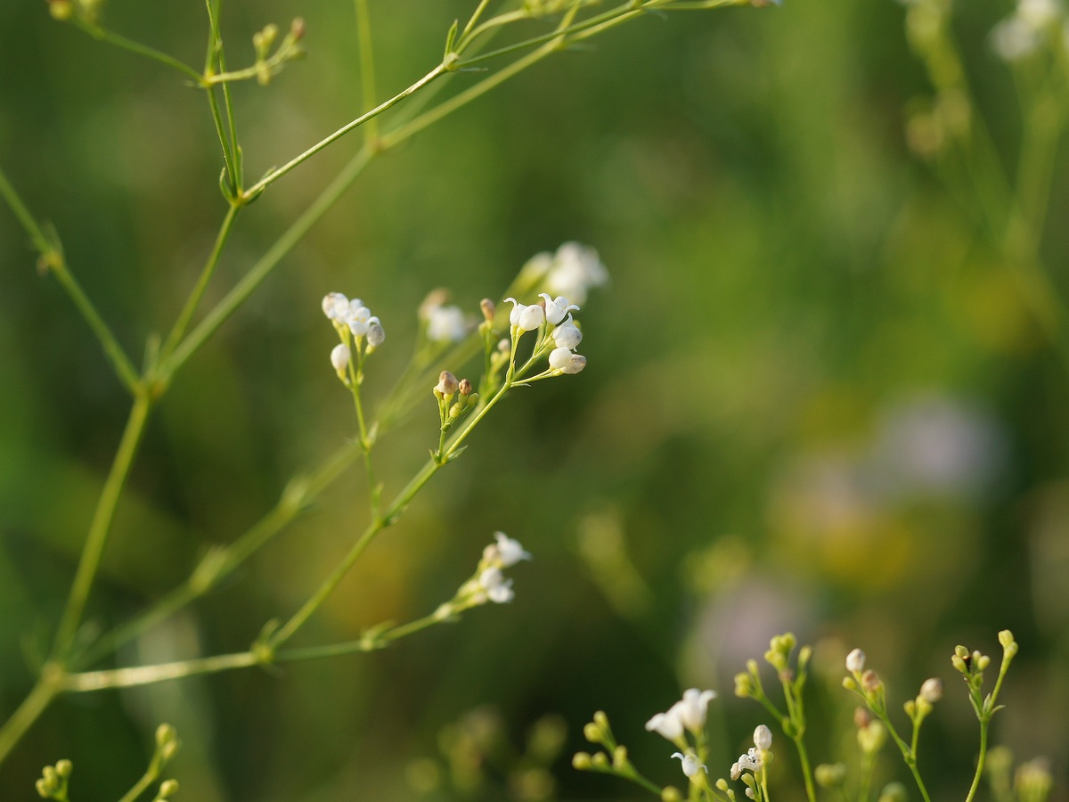 Изображение особи Galium octonarium.