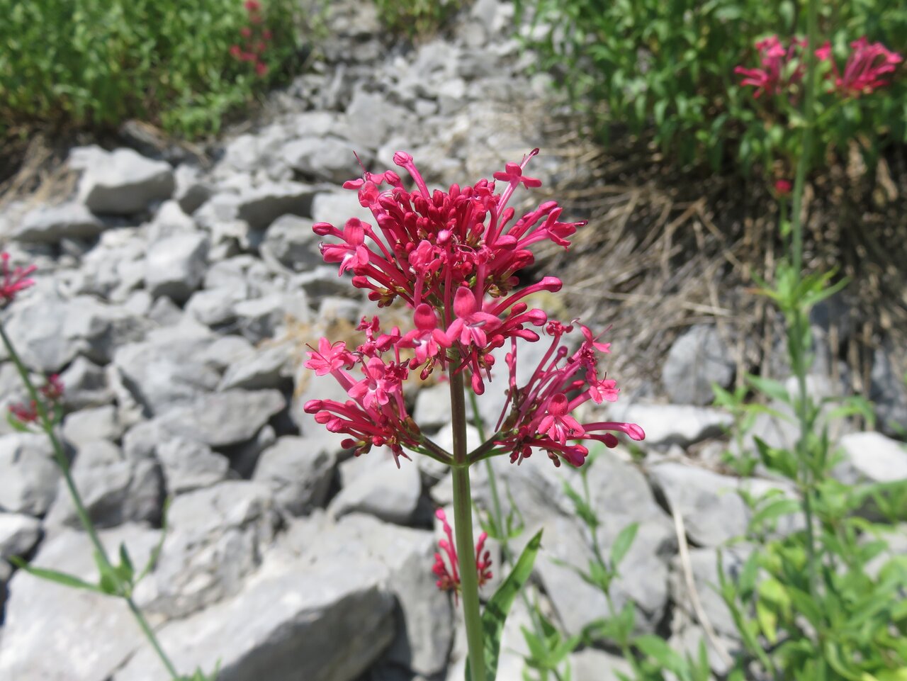 Image of Centranthus longiflorus ssp. kellereri specimen.