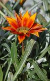 Gazania &times; hybrida