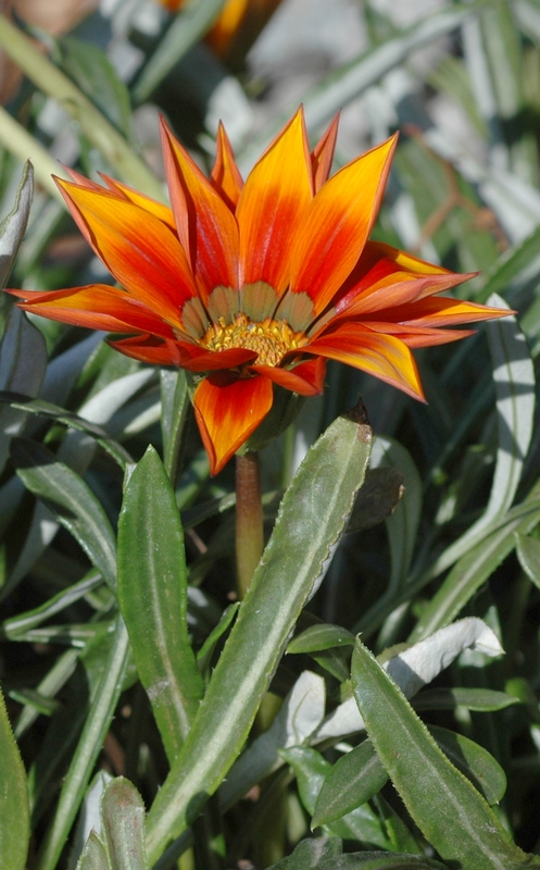 Image of Gazania &times; hybrida specimen.