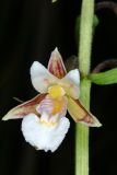 Epipactis palustris