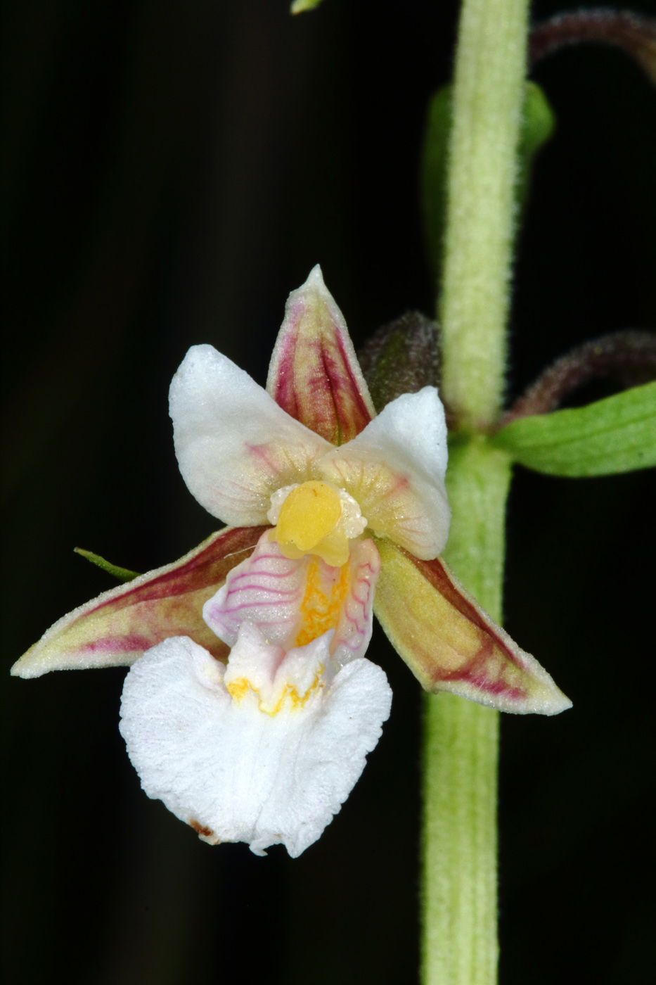 Image of Epipactis palustris specimen.