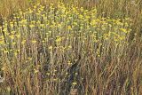 Helichrysum arenarium