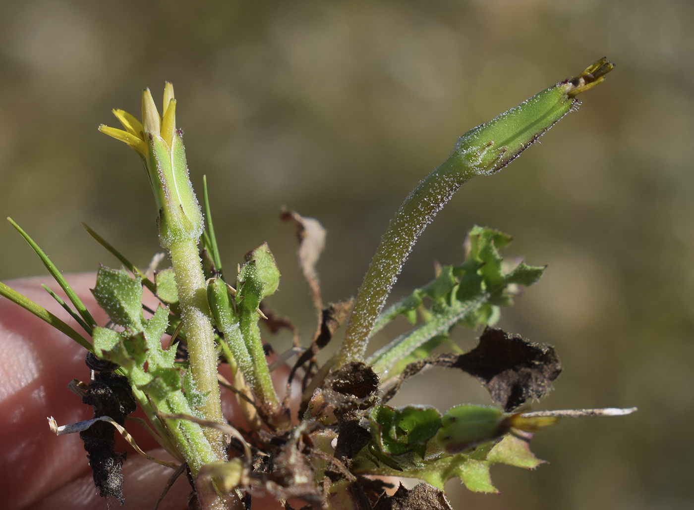 Изображение особи Hyoseris scabra.