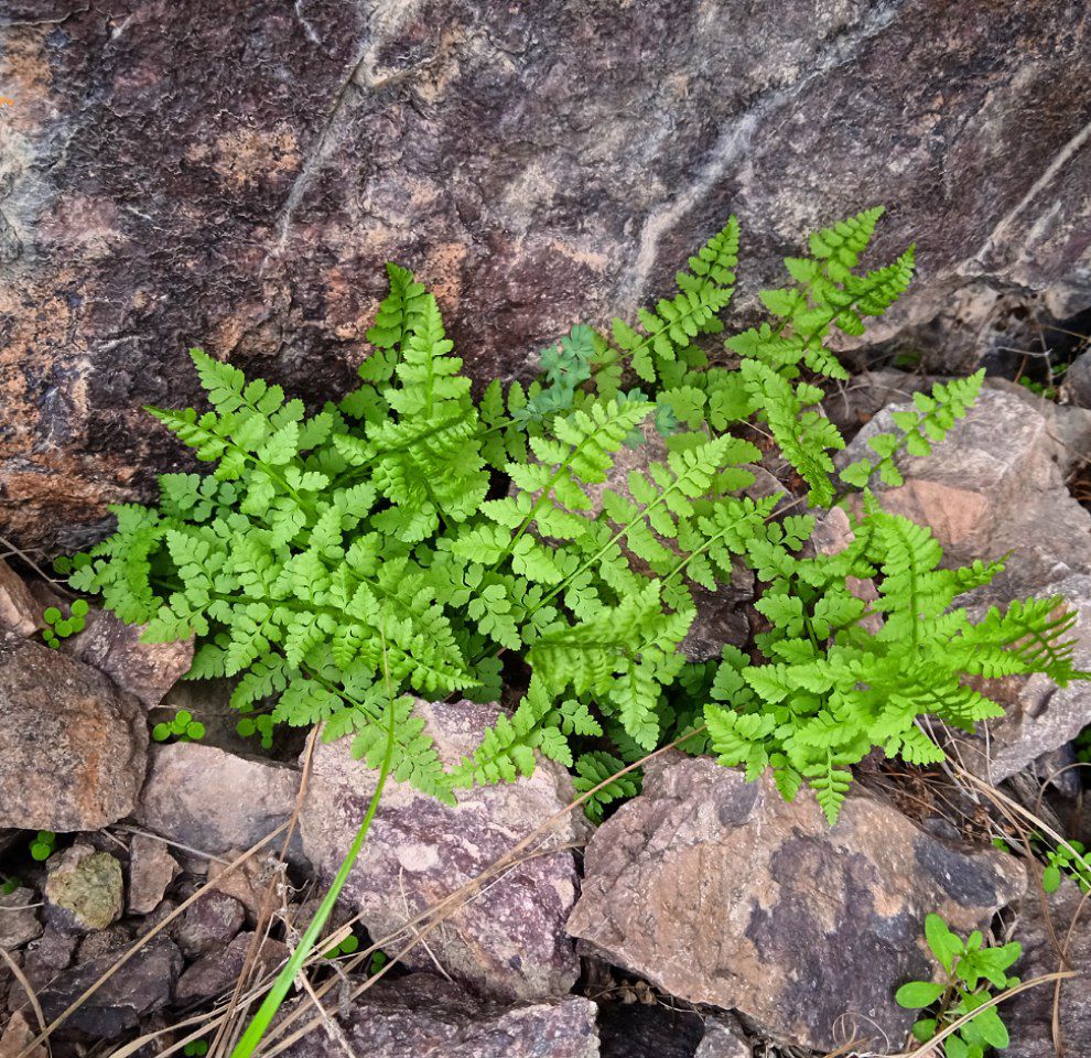 Изображение особи Cystopteris fragilis.