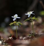 Anemone amurensis