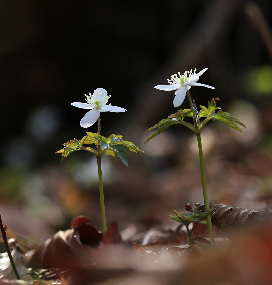 Image of Anemone amurensis specimen.