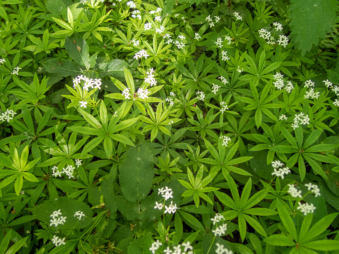 Image of Galium odoratum specimen.