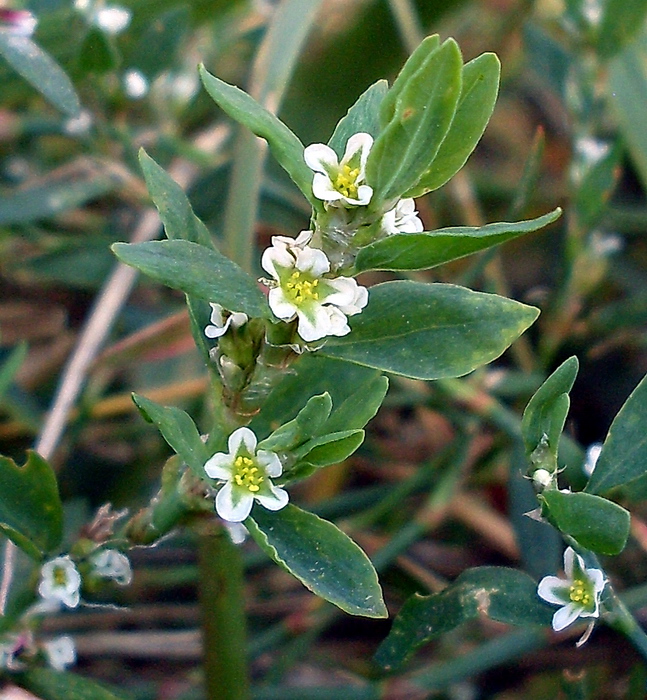 Изображение особи Polygonum aviculare.