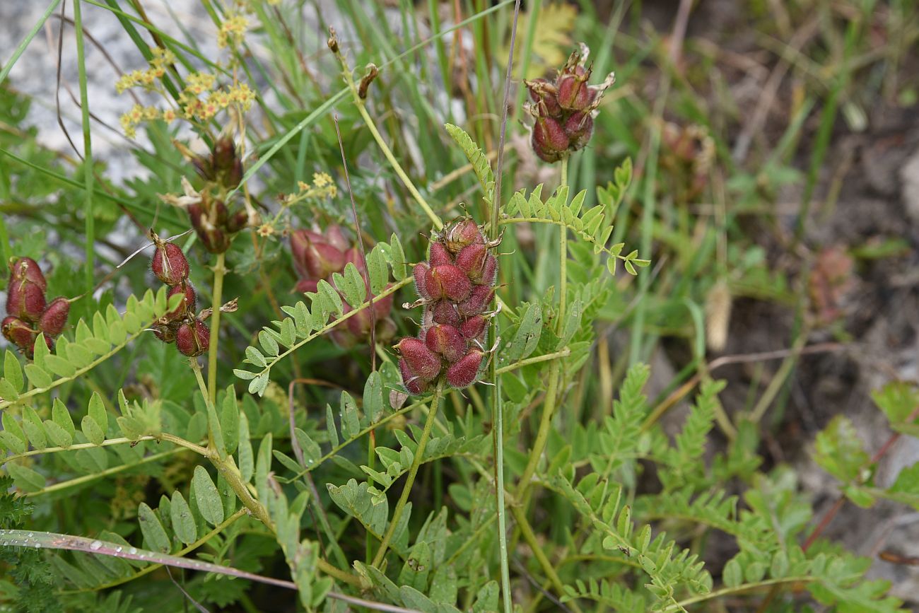 Изображение особи Astragalus cicer.