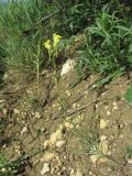 Linaria incompleta