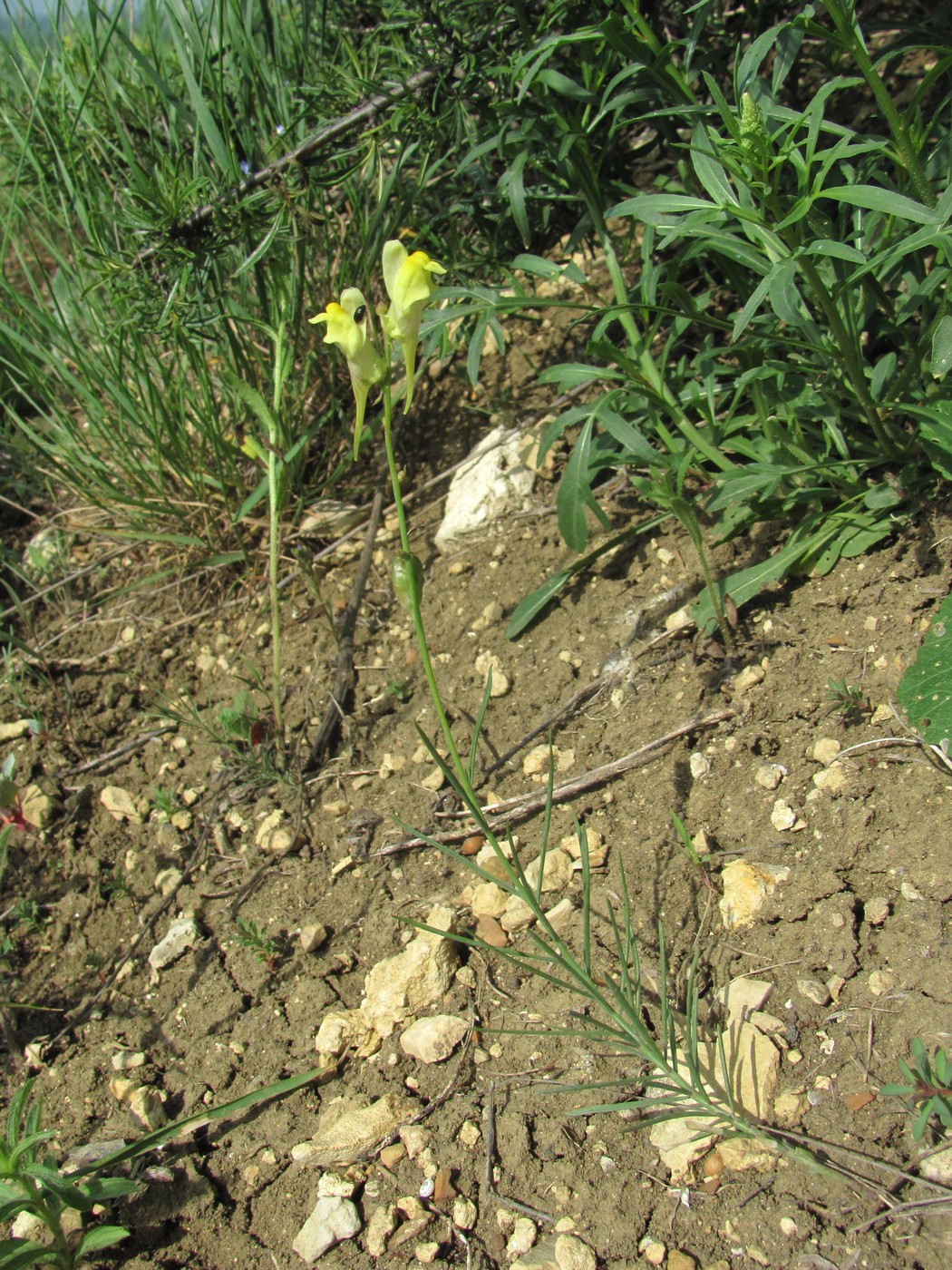 Image of Linaria incompleta specimen.