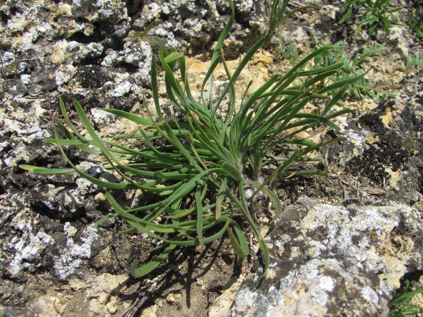 Image of genus Allium specimen.