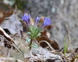 Gentiana zollingeri