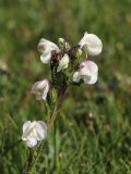 Pedicularis rhinanthoides