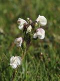 Pedicularis rhinanthoides