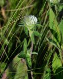 Trifolium pratense