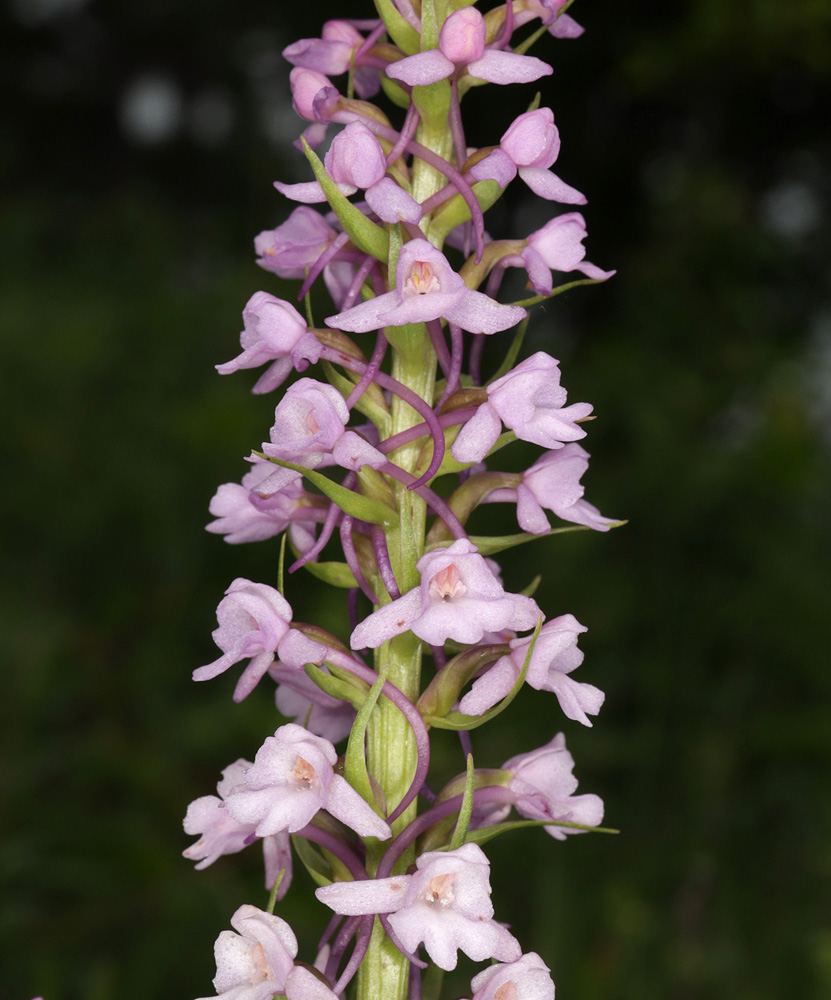 Image of Gymnadenia conopsea specimen.