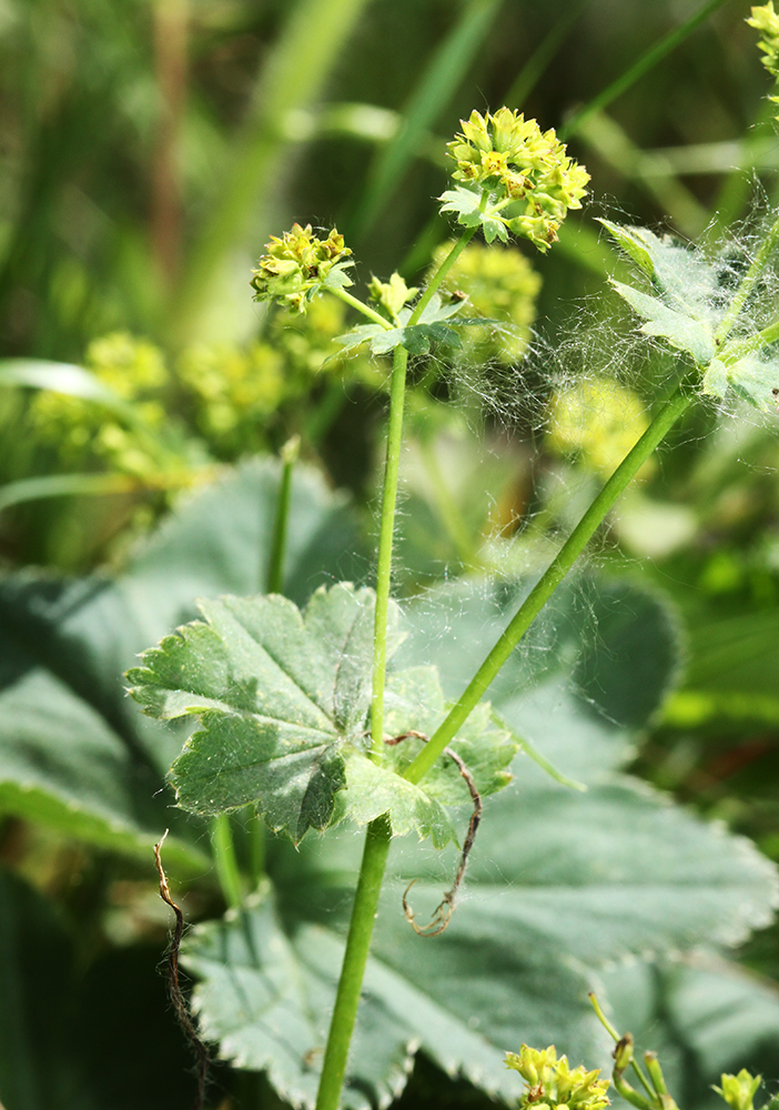 Изображение особи Alchemilla monticola.