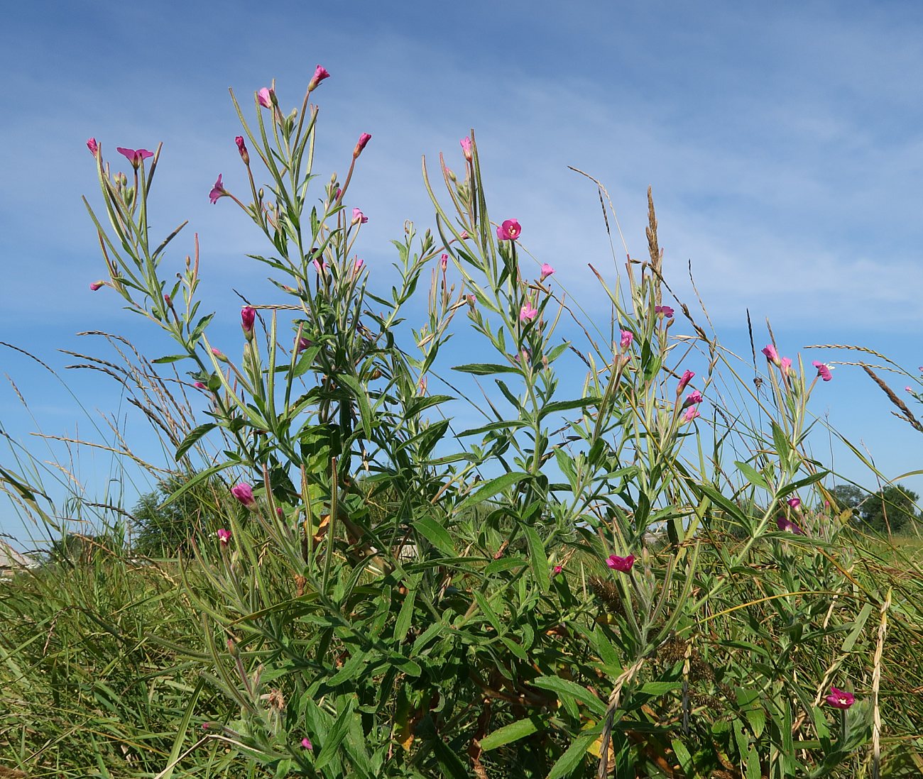 Изображение особи Epilobium hirsutum.