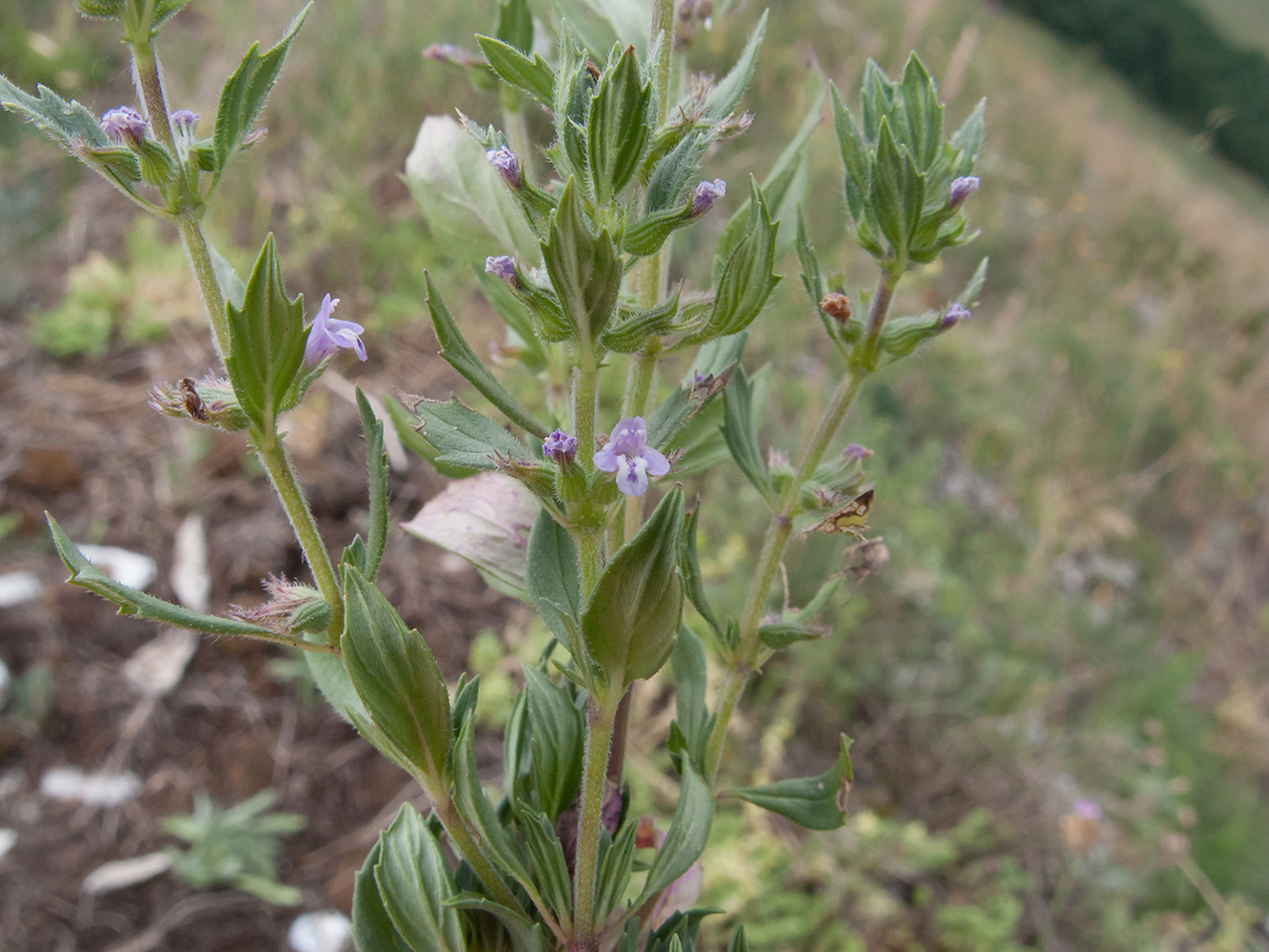 Изображение особи Ziziphora acinos.