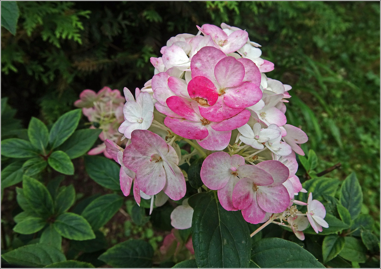 Image of Hydrangea paniculata specimen.