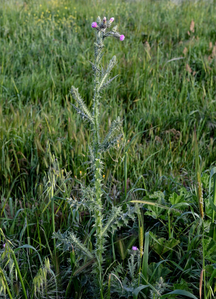 Изображение особи Carduus arabicus.