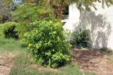 Tecoma stans. Цветущее и плодоносящее растение. Объединённые Арабские Эмираты, эмират Дубай, окр. пляжа Al Mamzar, озеленение. 04.05.2023.