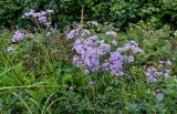 Aster tataricus. Цветущие растения в сообществе с Leymus mollis, Trifolium pratense, Filipendula kamtschatica и Artemisia. Сахалин, Корсаковский гор. округ, окр. с. Новиково, приморский луг. 15.08.2022.