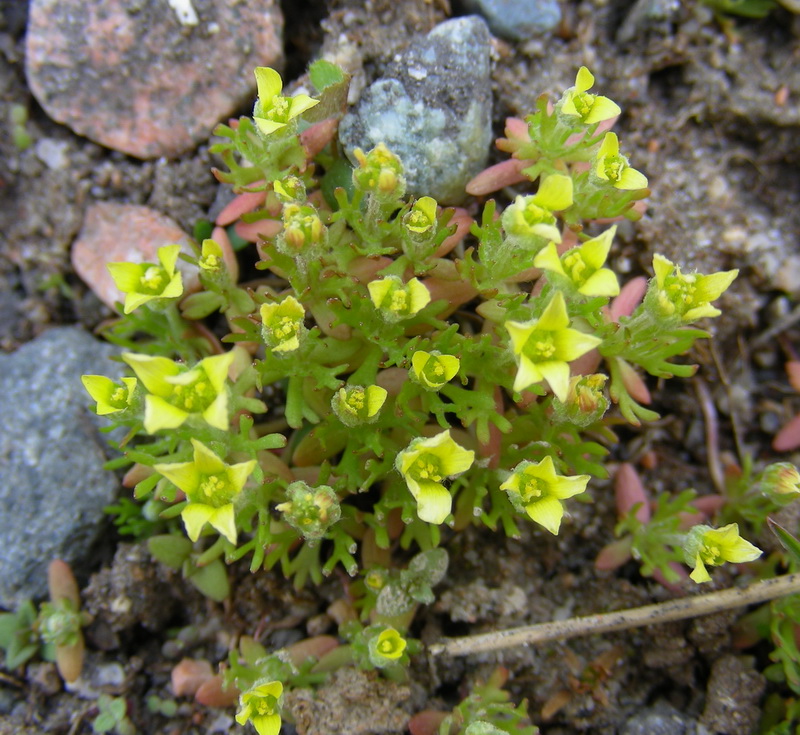 Image of genus Ceratocephala specimen.