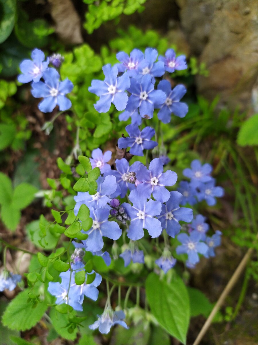 Image of Omphalodes cappadocica specimen.