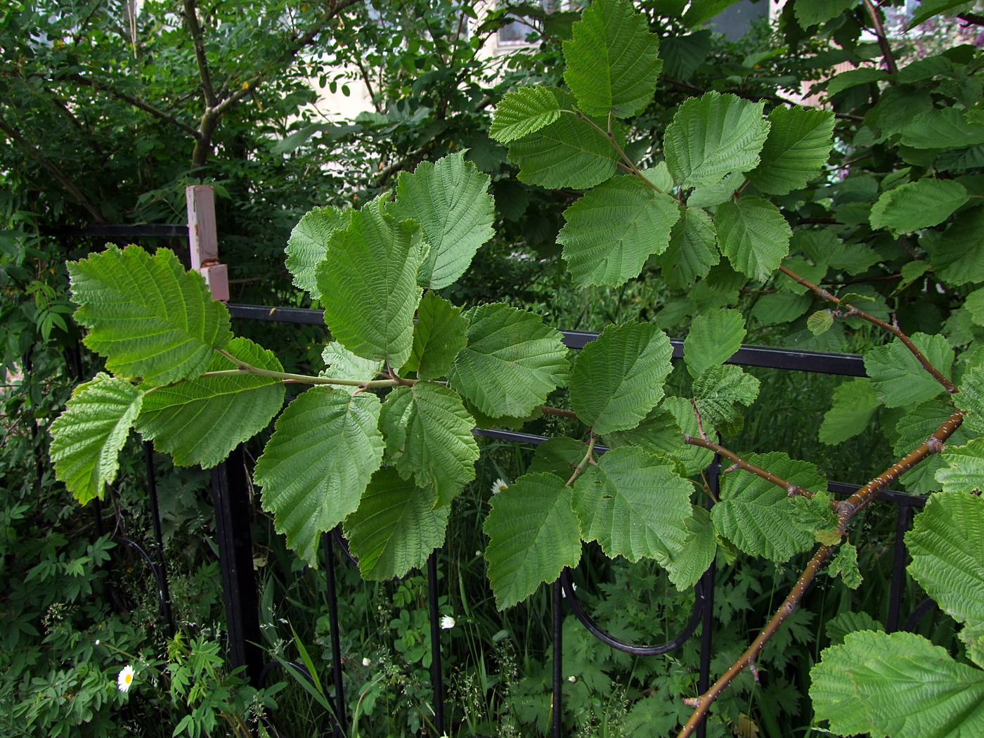 Image of Alnus hirsuta specimen.