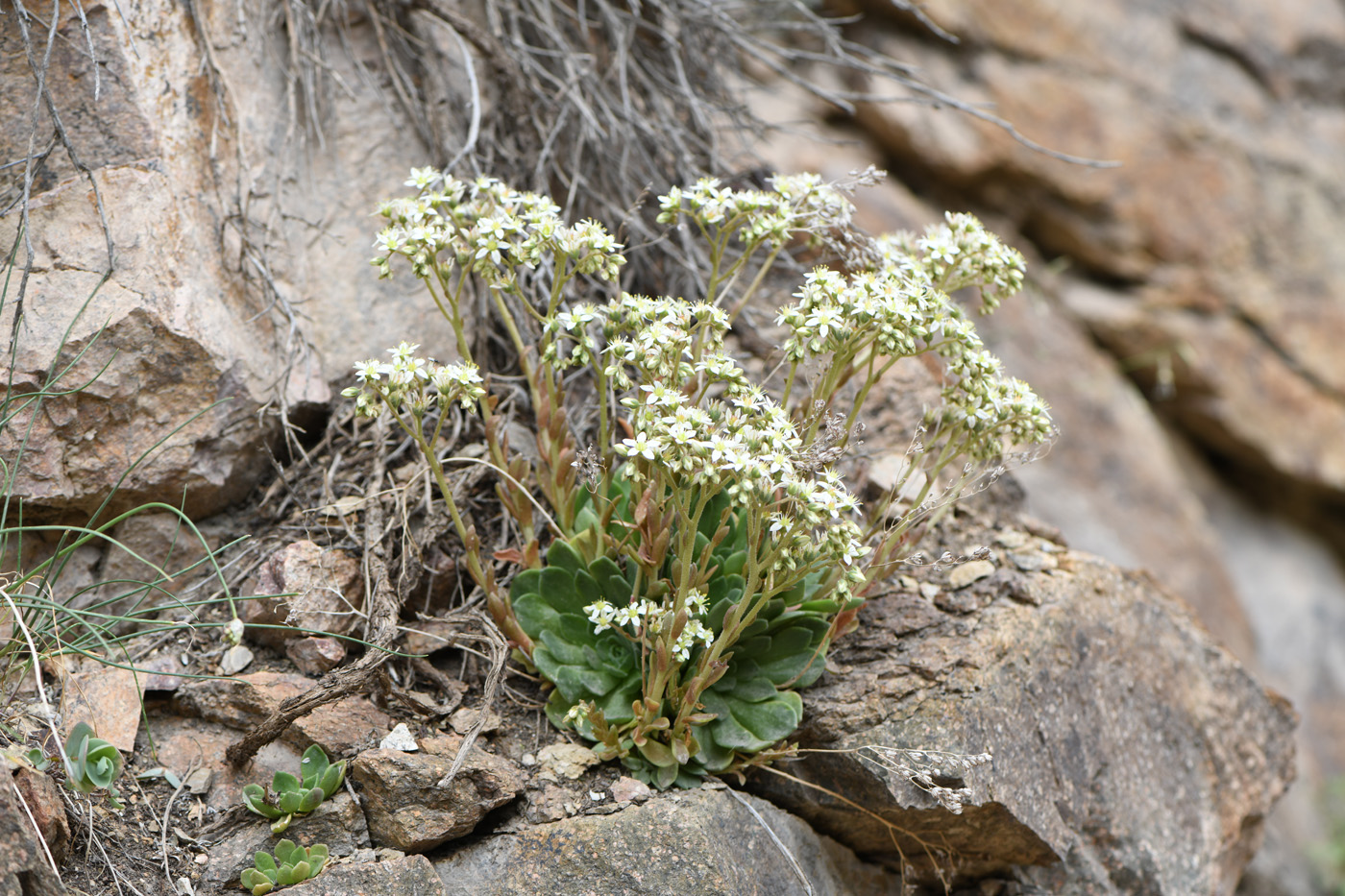 Изображение особи Rosularia platyphylla.