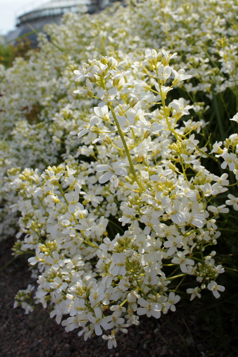 Image of familia Brassicaceae specimen.