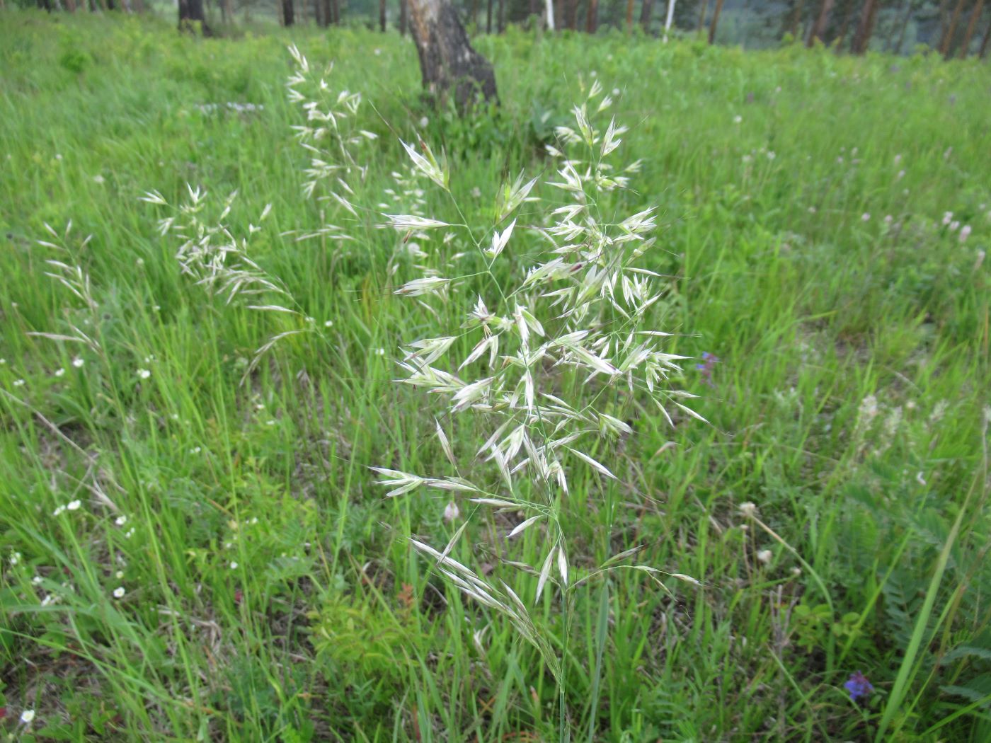 Изображение особи Helictotrichon pubescens.