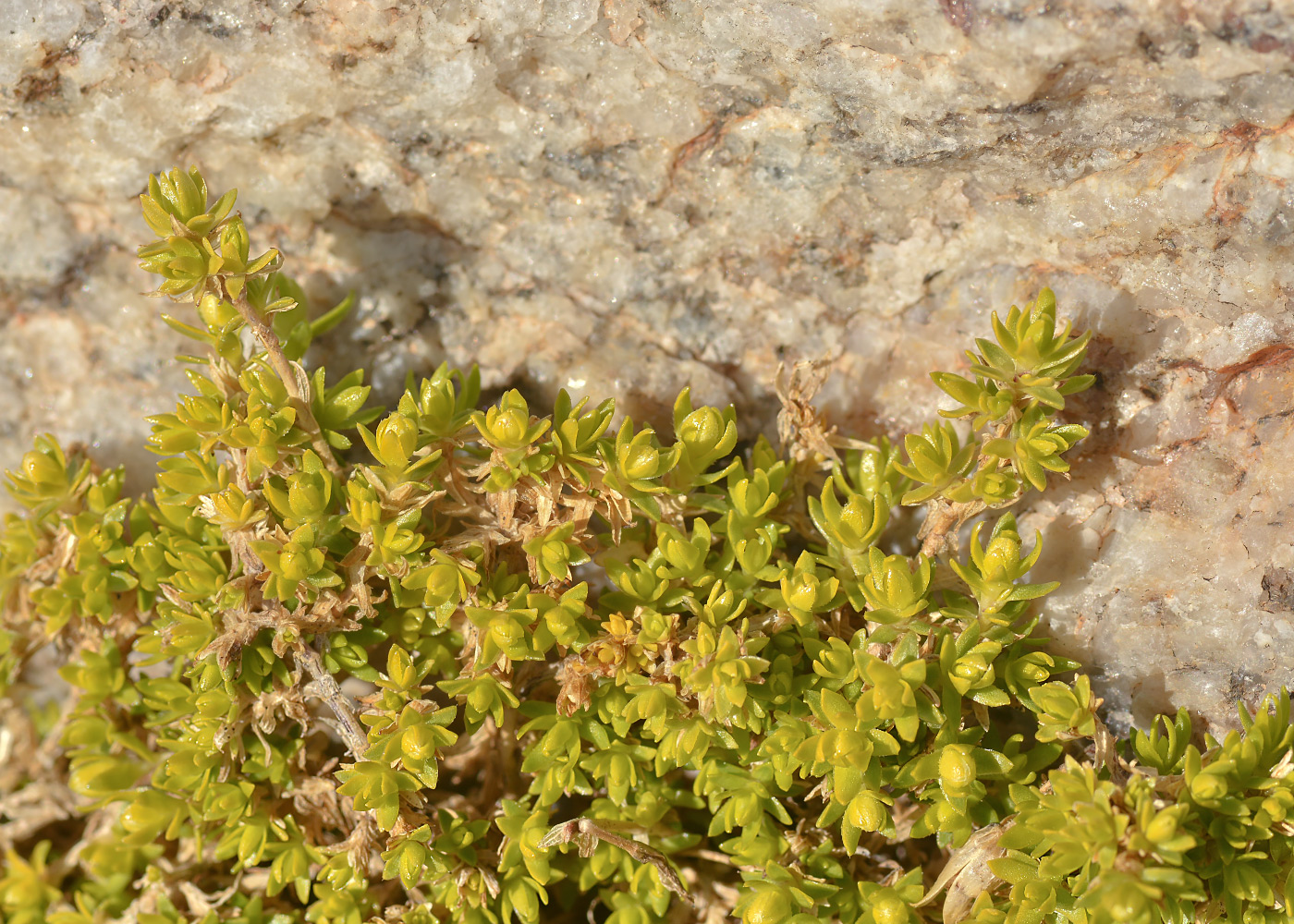 Image of familia Caryophyllaceae specimen.