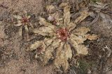 Oenothera rubricaulis