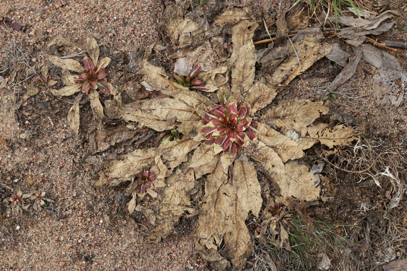 Image of Oenothera rubricaulis specimen.