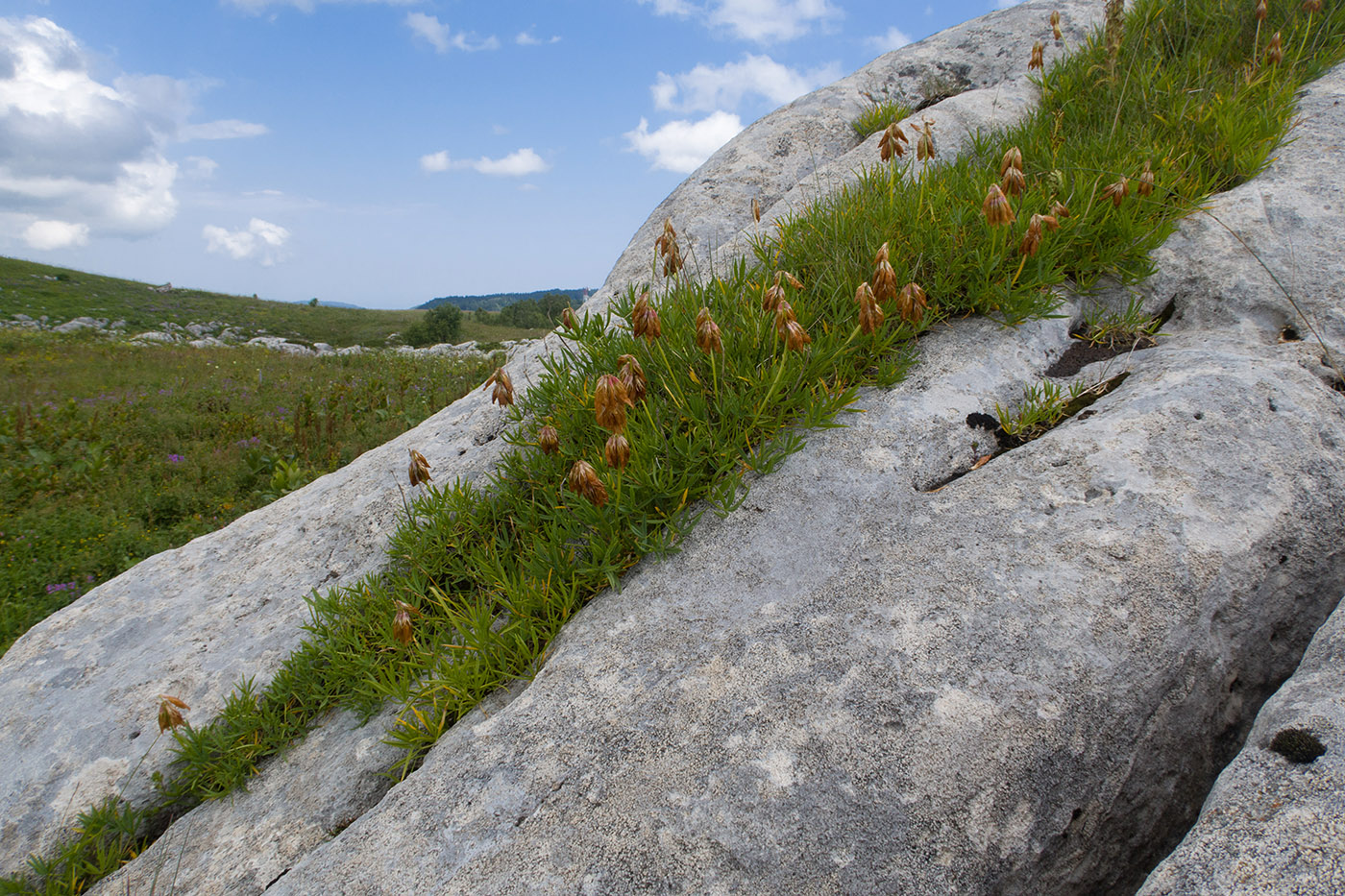 Image of Trifolium polyphyllum specimen.