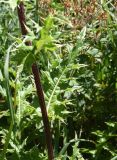 Cirsium obvallatum. Часть стебля и лист. Кабардино-Балкария, Эльбрусский р-н, окр. водопада Медвежий, нижняя часть травянистого склона. 28 августа 2023 г.