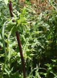 Cirsium obvallatum