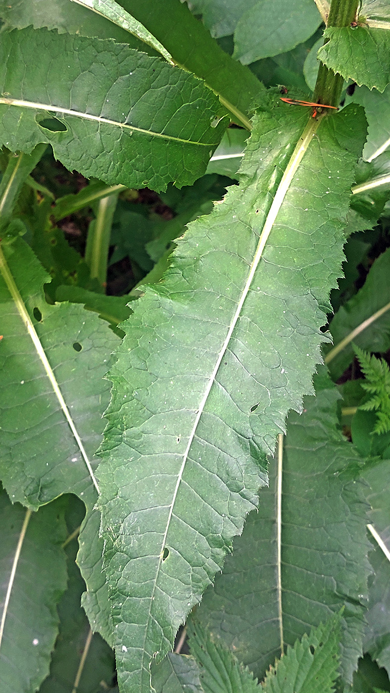 Изображение особи Cirsium helenioides.