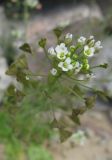 Capsella bursa-pastoris