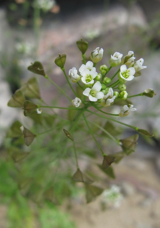 Image of Capsella bursa-pastoris specimen.