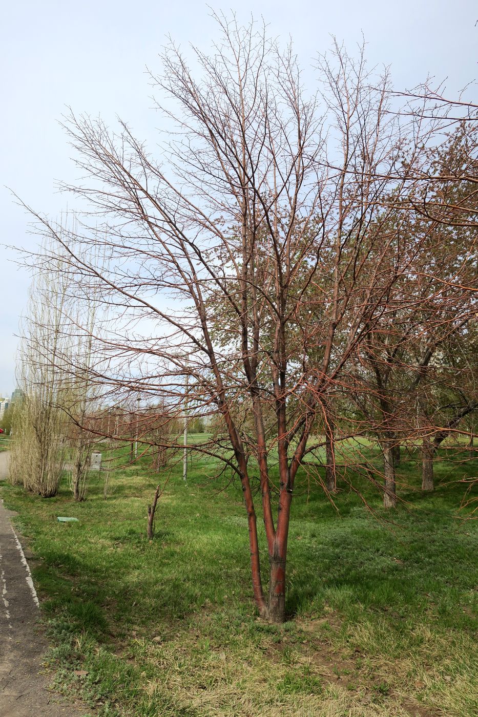 Image of genus Tilia specimen.