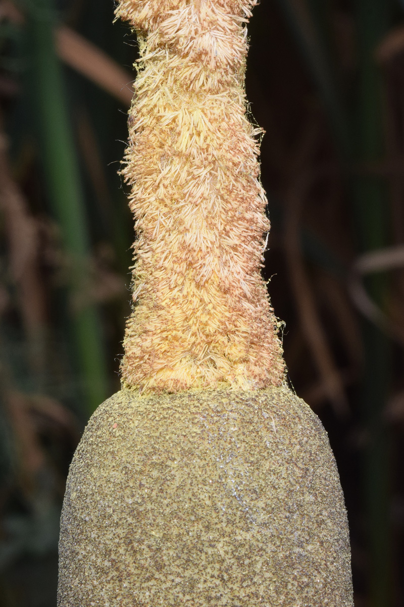 Image of Typha latifolia specimen.