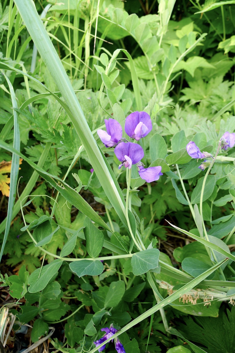 Изображение особи Lathyrus japonicus.